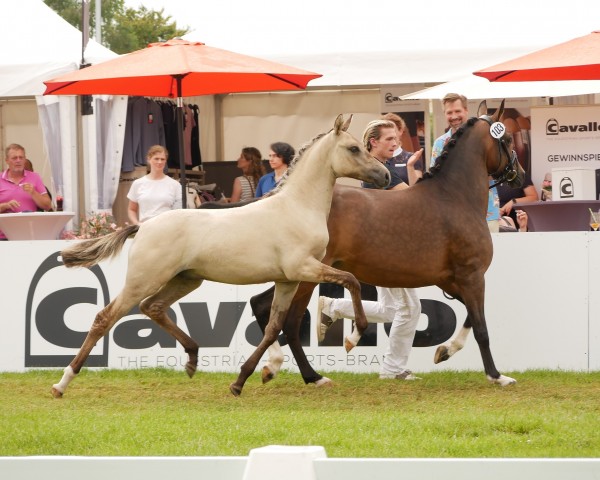 Fohlen von Glückspilz (Deutsches Reitpony, 2024, von Gold Garant)