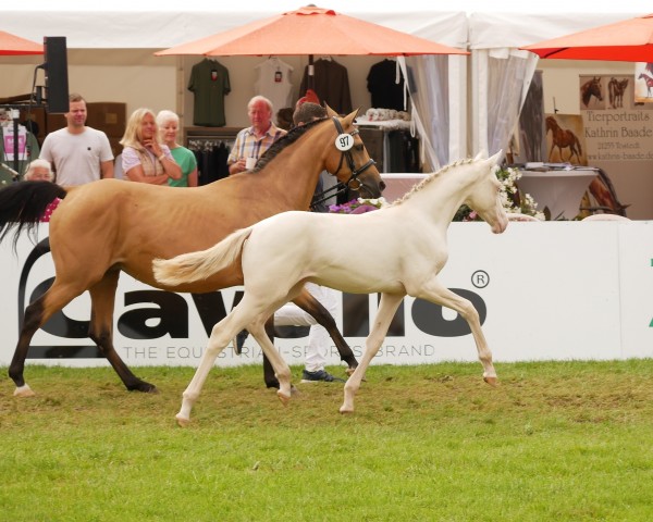 Fohlen von Buchenhofs Gene Hackman (Deutsches Reitpony, 2024, von Gold Garant)