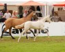 foal by Buchenhofs Gene Hackman (German Riding Pony, 2024, from Gold Garant)