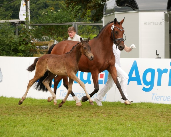 foal by Gin Secco (German Riding Pony, 2024, from Golden Grey NRW)