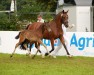 Fohlen von Gin Secco (Deutsches Reitpony, 2024, von Golden Grey NRW)