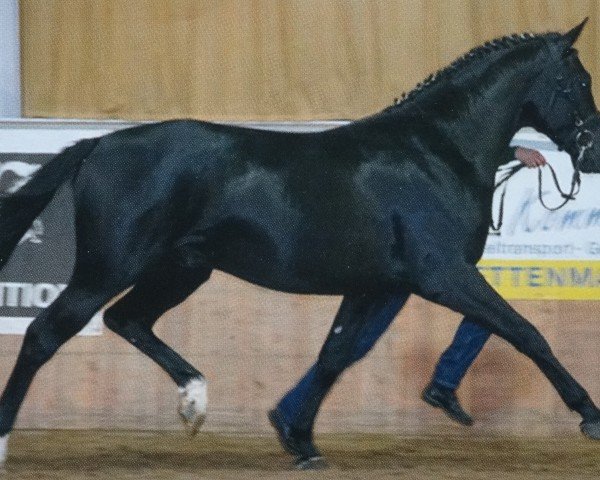 stallion Eolith 2 (Sachs-door. Heavy Warmbl., 2004, from Ellington)