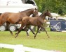 jumper Daphne (Hanoverian, 2024, from Duplexx)