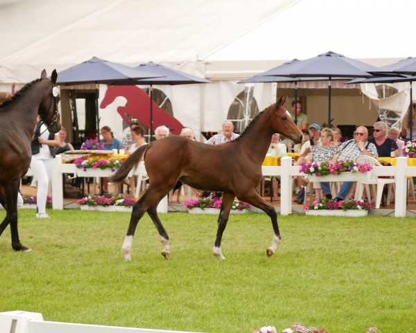 foal by Stute von Poker de Mariposa / Numero Uno (Hanoverian, 2024, from Poker de Mariposa Tn)