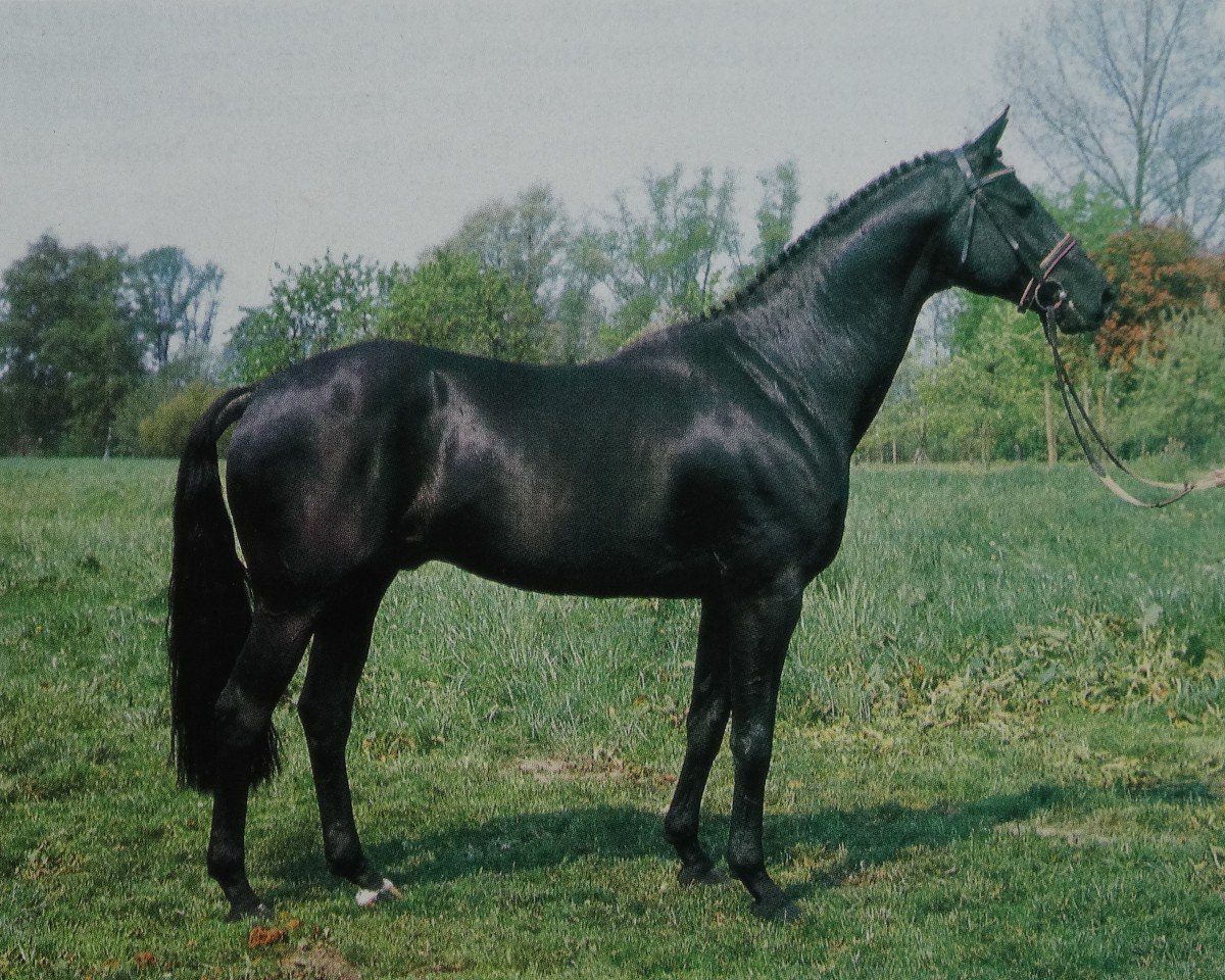 Deckhengst Matcho AA (Anglo-Araber, 1978, von Pancho II AA)