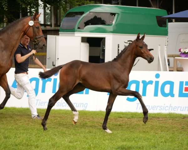 foal by Stute von Bonds / Quaterback (Oldenburg, 2024, from Bonds)