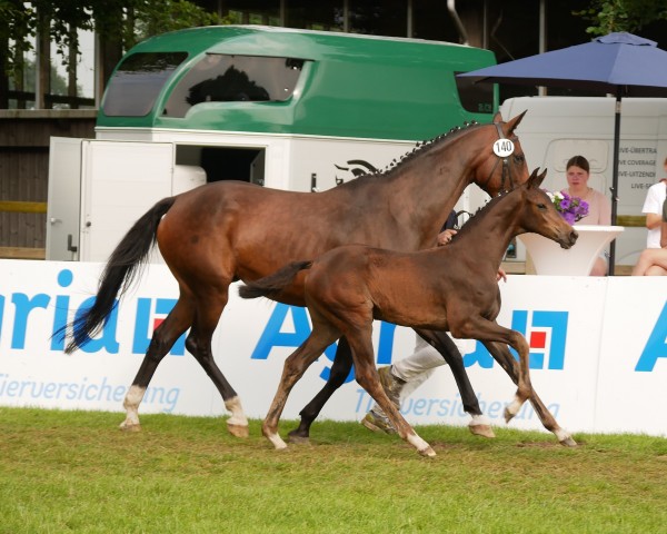 Fohlen von Bolera S (Oldenburger, 2024, von Bon Bolero OLD)