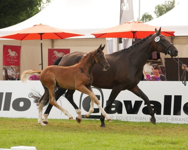 foal by Stute von Bonds / Fürst Romancier (Oldenburg, 2024, from Bonds)