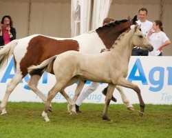 foal by Pintados Layla (German Riding Pony, 2024, from Gold Garant)