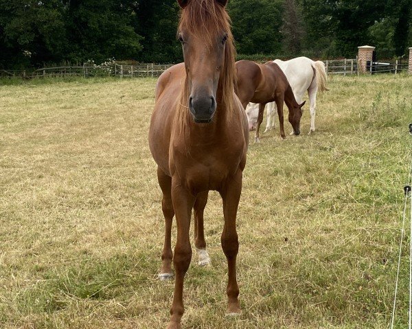 horse Harry Beau SKM (British Sport Horse, 2022, from Hokuspokus)