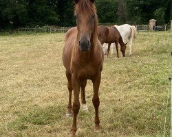 Pferd Harry Beau SKM (British Sport Horse, 2022, von Hokuspokus)