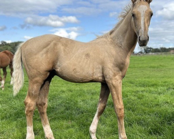 Pferd Helios SKM (Anglo Europäisches Sportpferd, 2023, von Hokuspokus)