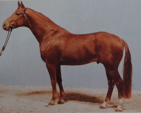 stallion Weltmeyer (Hanoverian, 1984, from World Cup I)