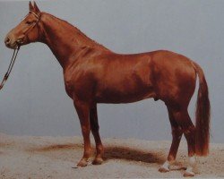 stallion Weltmeyer (Hanoverian, 1984, from World Cup I)