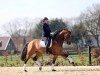 dressage horse Goldplay 7 (KWPN (Royal Dutch Sporthorse), 2011, from Apache)