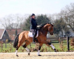 dressage horse Goldplay 7 (KWPN (Royal Dutch Sporthorse), 2011, from Apache)