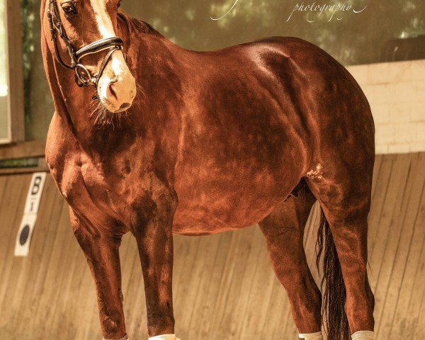 broodmare La Viva 4 (Hanoverian, 2010, from Londontime)