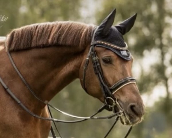 dressage horse Rayman 36 (Hanoverian, 2018, from Rubin Royal OLD)