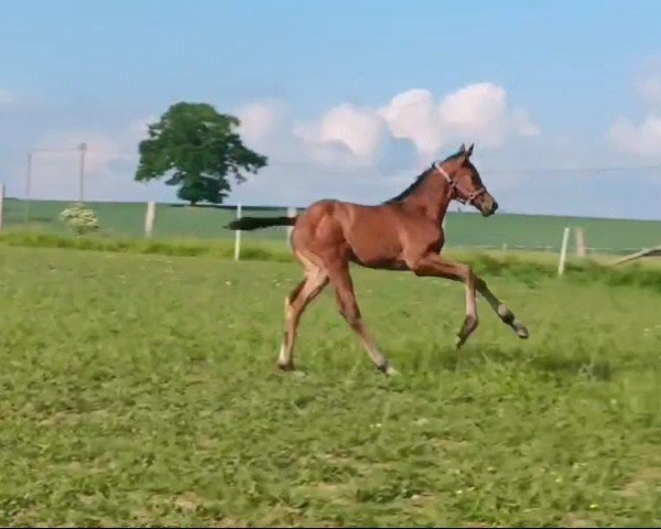 foal by Stute von Babylon Berlin / Caretino (Holsteiner, 2024, from Babylon Berlin)