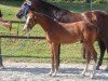 foal by Hengst von Million Dollar (Mecklenburg, 2024, from Million Dollar)