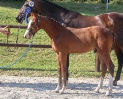 foal by Hengst von Million Dollar (Mecklenburg, 2024, from Million Dollar)