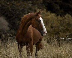 Springpferd Akira 74 (Polnisches Warmblut, 2000, von Argulus)