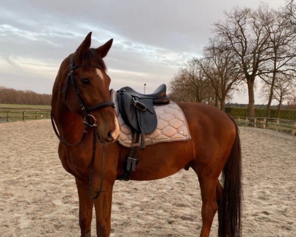 dressage horse Delorean 5 (German Warmblood, 2014, from Don Diamond)