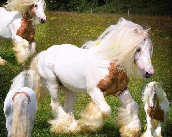 Deckhengst Knomeo (Tinker / Irish Cob / Gypsy Vanner, 2010)