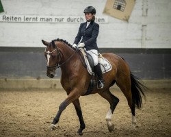 dressage horse Islamero (Westphalian, 2010, from Instertanz V 241 FIN)