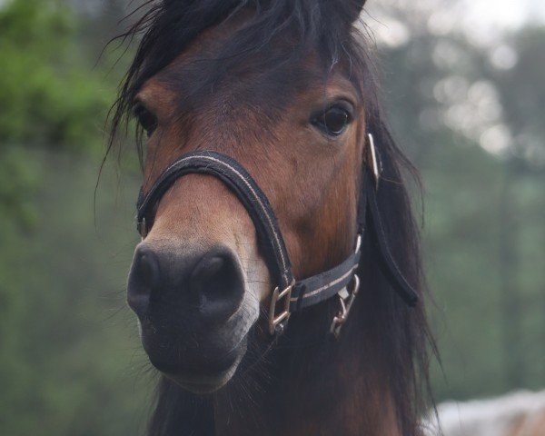 dressage horse Urmel aus'm Eis (Dartmoor Pony, 2017)