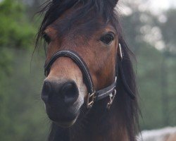 dressage horse Urmel aus'm Eis (Dartmoor Pony, 2017)