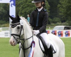 dressage horse Marlon vor den Düren (Welsh-Pony (Section B), 2015, from Llanarth Mayloo)