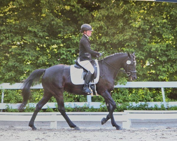 broodmare Alana (German Riding Pony, 2012, from Kennedy WE)