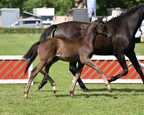 foal by Zonik Royal LM (German Sport Horse, 2024, from Zalasar)