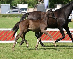 foal by Zonik Royal LM (German Sport Horse, 2024, from Zalasar)