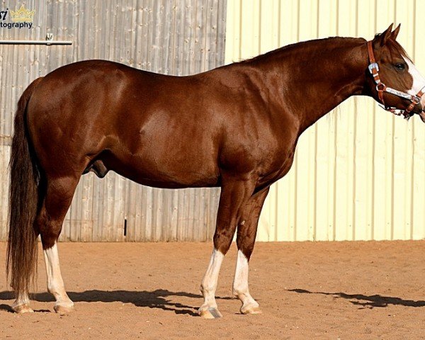 Deckhengst Gunners Last Oak (Quarter Horse, 2008, von COLONELS SMOKING GUN)