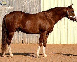 stallion Gunners Last Oak (Quarter Horse, 2008, from Colonels Smoking Gun)