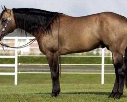 Deckhengst Who Whiz It (Quarter Horse, 1998, von Topsail Whiz)