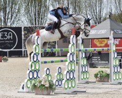 jumper Pavie de Brandegem (Belgian Warmblood, 2015, from L B Companiero)