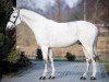 stallion La Calidad (Holsteiner, 2008, from Lancer II)