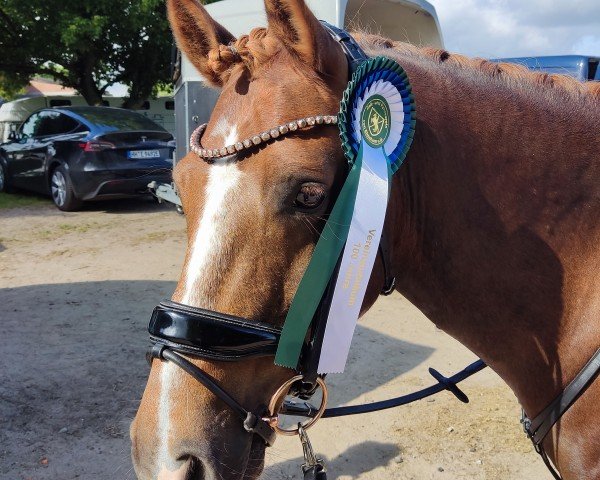 jumper Maddox M (German Riding Pony, 2015, from Wheemhoeve's Marko)