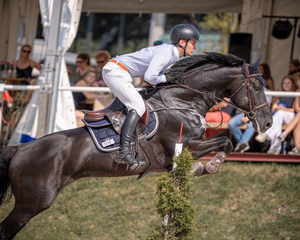 jumper Nabero Z (Zangersheide riding horse, 2010, from Nabab de Rêve)