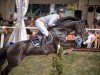 jumper Nabero Z (Zangersheide riding horse, 2010, from Nabab de Rêve)