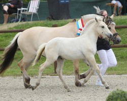 horse Janikos Snorre (Fjord Horse, 2022, from Solfin Skovå)