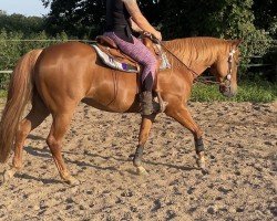 Pferd WS Cats SneakPeek (Quarter Horse, 2016)