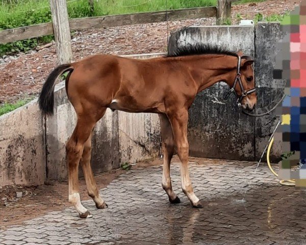 foal Fritz (Hanoverian, 2024)