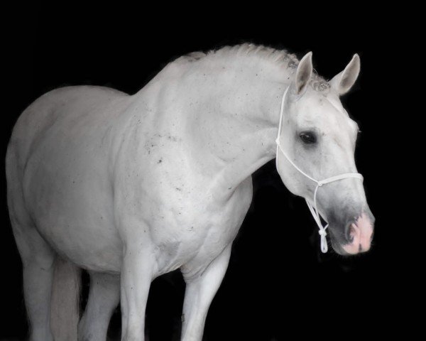 horse Andalusier (Andalusians/horse of pure Spanish race, 2014)