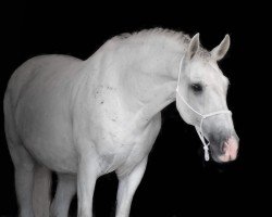 horse Andalusier (Andalusier bzw/Pferde reiner spanischer Rasse, 2014)