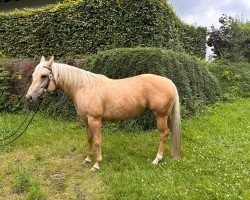 horse Goldie (Quarter Horse, 2017)