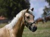 dressage horse Gründleinshofs Fürstengold (Bavarian, 2021, from Fürst Jazz)